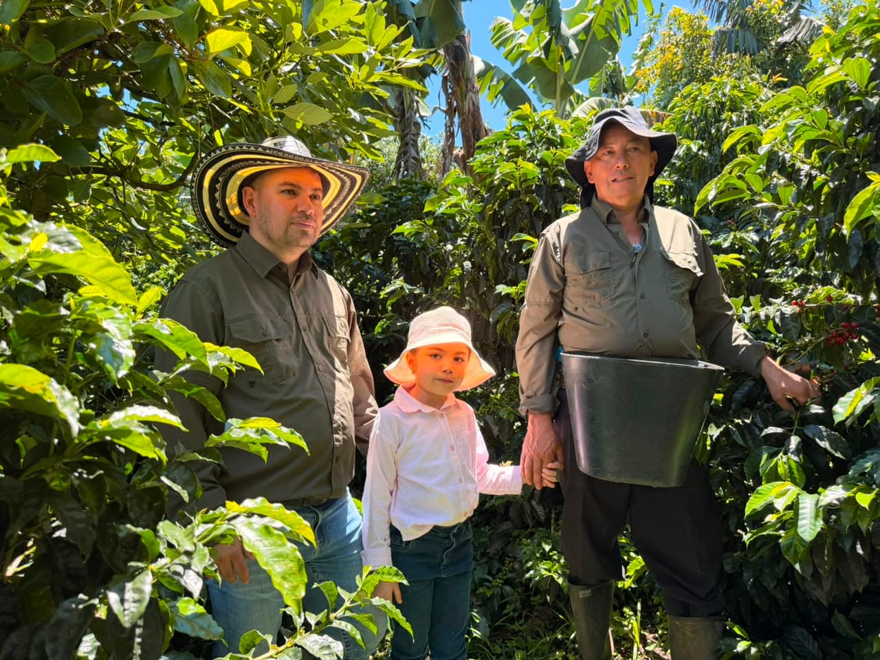 Three generations of the family hand-picking ripe coffee cherries